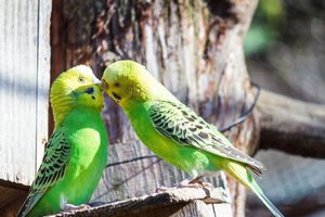 仲良しのインコ